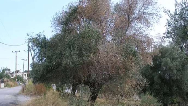 Βερτισιλλίωση ελιάς